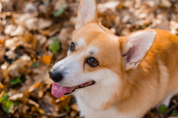 cute corgi dog on a walk in autumn in the forest