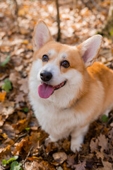 cute corgi dog on a walk in autumn in the forest