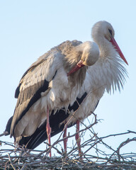 bocian w Polsce od wiosny do lata