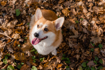 cute corgi dog on a walk in autumn in the forest