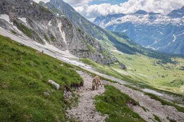 Beautiful nature. Mountain hiking Trail Road. Italy Malga Montasio Forca Disteis