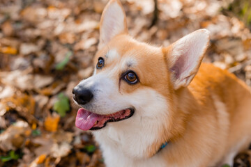 cute corgi dog on a walk in autumn in the forest