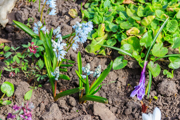 Beautiful flowers of Puschkinia scilloides (commonly known as striped squill or Lebanon squill) in garden at spring