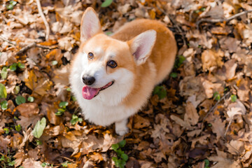 cute corgi dog on a walk in autumn in the forest