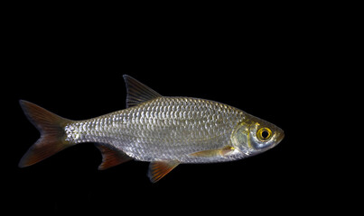 The common rudd (Scardinius erythrophthalmus)