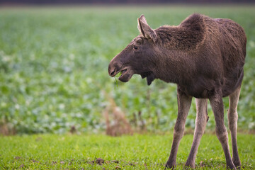 Moose
