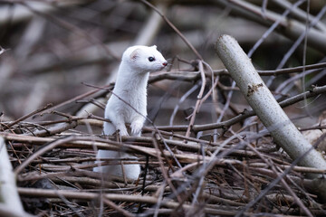 weasel in winter robe