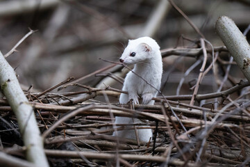 weasel in winter robe