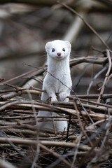 weasel in winter robe