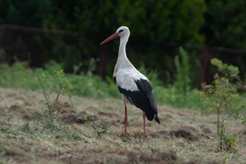 Fototapeta premium bocian w Polsce od wiosny do lata