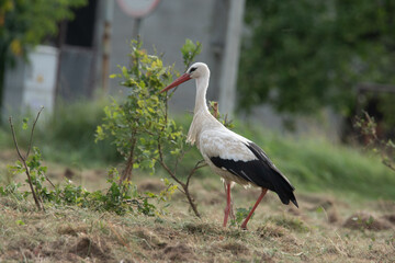 bocian w Polsce od wiosny do lata © Michał Kurzątkowski