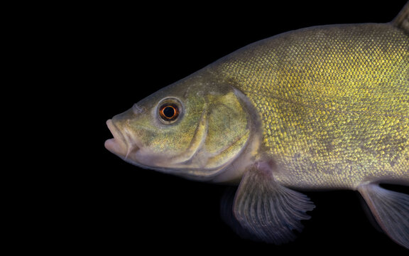 The tench or doctor fish (Tinca tinca)