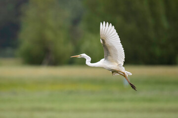 Great egret