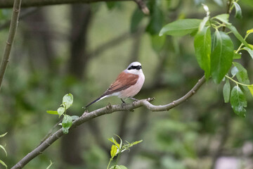 Red-backed shrike