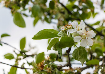 White flowers bloom on the branches of an apple tree in spring in cloudy weather