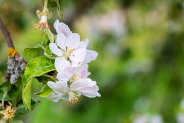 White flowers bloom on the branches of an apple tree in spring in cloudy weather