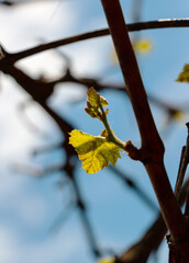 Early shoots of green leaves of grapes on the vine in the rays of the spring sun