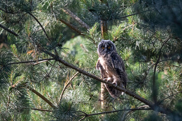 Long-eared owl
