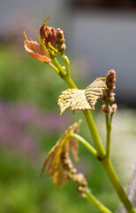 Early shoots of green leaves of grapes on the vine in the rays of the spring sun