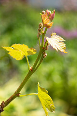 Early shoots of green leaves of grapes on the vine in the rays of the spring sun
