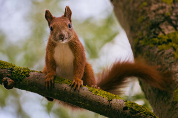 Squirrel