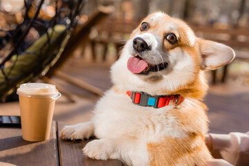 cute corgi dog on a walk in autumn in a coffee shop on the veranda drinking coffee. Dog Friendly...