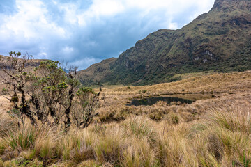 Fototapeta na wymiar Cayambe Coca Ecological Reserve in Ecuador