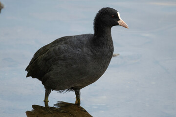 Eurasian coot