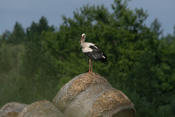 bocian w Polsce od wiosny do lata © Michał Kurzątkowski
