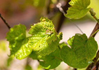 Early shoots of green leaves of grapes on the vine in the rays of the spring sun
