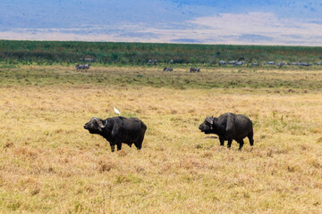 Naklejka na ściany i meble African buffalos or Cape buffalos (Syncerus caffer) in Ngorongoro Crater National Park in Tanzania. Wildlife of Africa