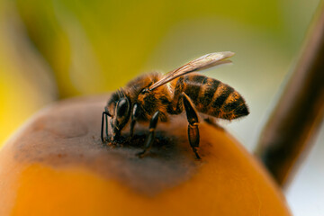 Bee