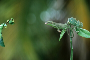 Baby veiled chameleon with prey