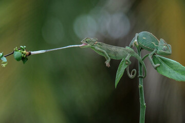 Baby veiled chameleon with prey