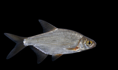 Blicca bjoerkna, alternatively called the white bream or the silver bream