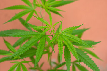 close up of hemp leaf