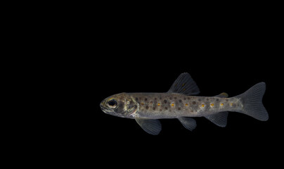 The brown trout (Salmo trutta) juvenile