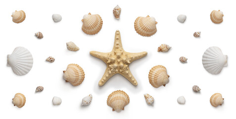 High angle, panoramic view of seashells and starfish cut out with shadows, without background - 562393743