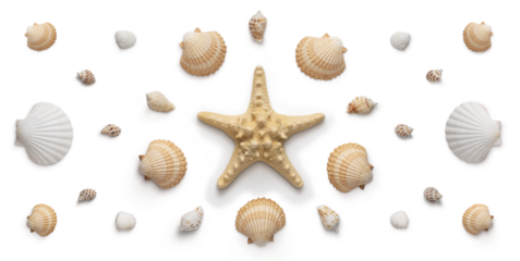 High angle, panoramic view of seashells and starfish cut out with shadows, without background