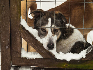 Sad husky dog locked in a cage looking at camera.