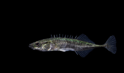The ninespine stickleback (Pungitius pungitius), also called the ten-spined stickleback