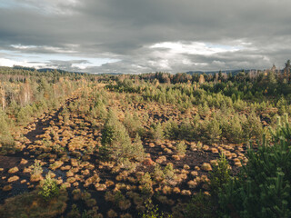 View of a pine forest landscape in Šumava National Park, Czech Republic.