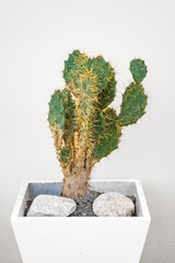 cactus tree in with clean background