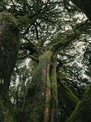 Old trees covered in moss in the National Park Anaga, Tenerife.