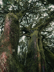Obraz premium Old trees covered in moss in the National Park Anaga, Tenerife.