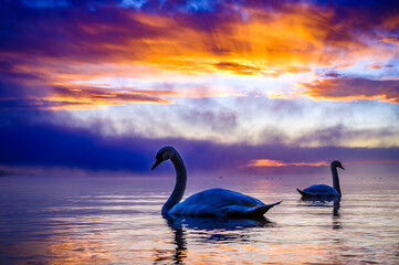 swan at a lake in bavaria