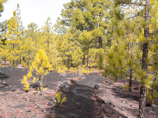 Path through pine trees in a volcanic landscape in Teide National Park, Tenerife.