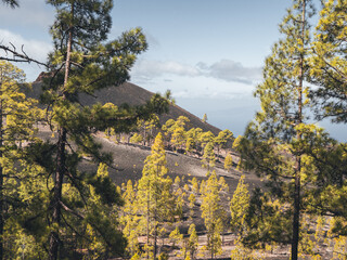 Pine trees in a volcanic landscape in Teide National Park, Tenerife.