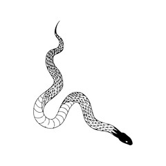 vector illustration of a snake