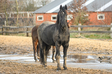 herd of horses enjoying the sun in a muddy paddock